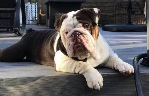 英斗和法斗的区别有哪些呢