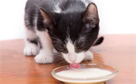 猫能喝牛奶吗为什么