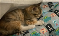猫咪不能吃鸭头么为什么呢