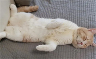 猫咪为什么独自睡觉呢