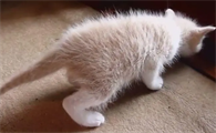 猫咪尾巴僵硬为什么呢