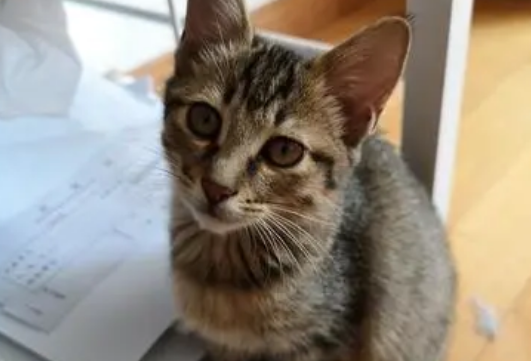 雀猫和狸花猫的区别？