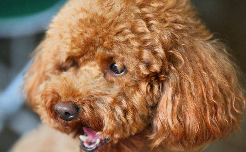 泰迪犬恨主人的表现有哪些呢