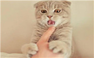 猫为什么会有嫌弃行为