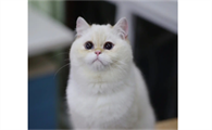 从金点猫的这几个方面,来判断品种是否纯正