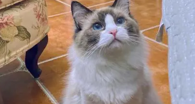 布偶猫哪个色最贵最好看 布偶猫哪个色最贵最好看