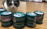 猫咪为什么需要罐头呢怎么回事