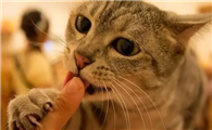 猫咪为什么经常舔你手背呢