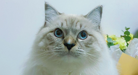 山猫布偶多少钱一只