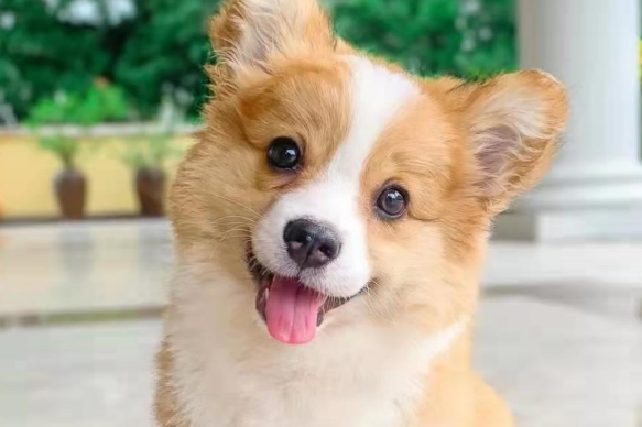 一文带你了解威尔斯柯基犬