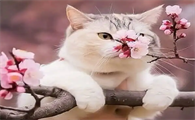猫咪必须洗耳朵吗为什么