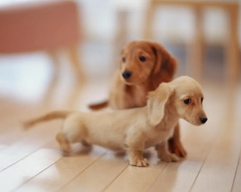 迷你腊肠犬幼崽多少钱一只