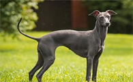 一文告诉你，格雷伊猎犬的饲养方法是什么？