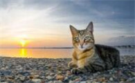 小猫咪为什么不长眉毛的原因