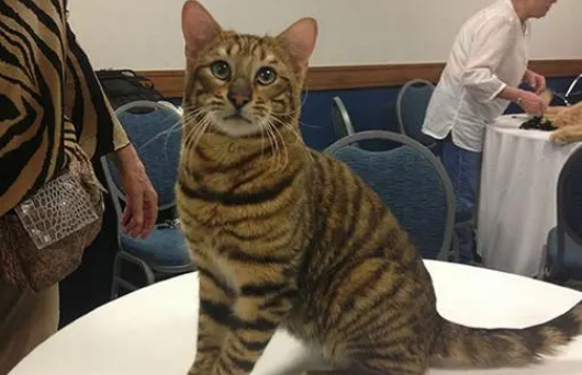 虎皮猫怎么养?来看看吧 虎皮猫怎么养?来看看吧