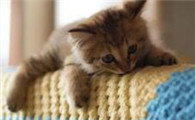 猫真菌感染用什么药