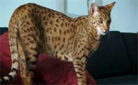 阿瑟拉猫好不好养?怎么养?