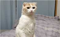 猫咪为什么会突然站立呢
