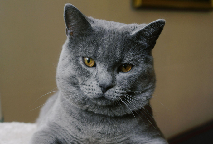 沙特尔猫和英短哪个贵