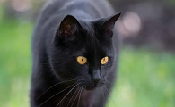 玄猫的品种优缺点