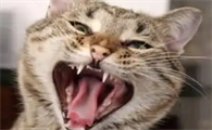 猫有狂犬病吗 会感染狂犬病