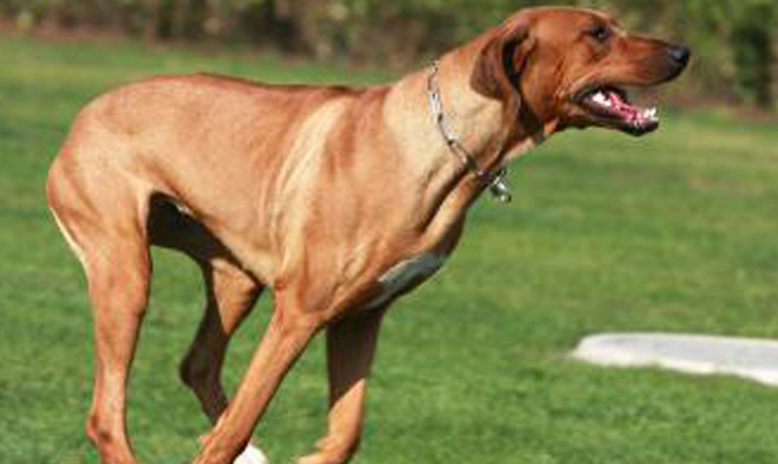罗德西亚脊背犬是什么品种的狗狗？