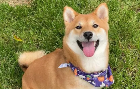 柴犬怎么样养比较好