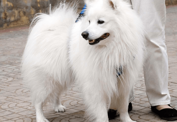 银狐犬和萨摩的区别哪个更贵些 银狐犬和萨摩的区别哪个更贵些