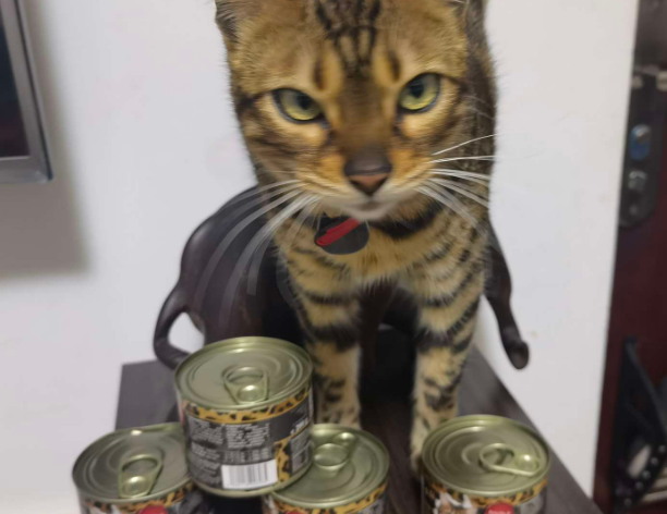 ocanis猫罐头好不好?来看看吧 ocanis猫罐头好不好?来看看吧