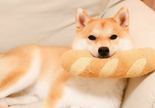 柴犬喂饭怎么样呢 柴犬喂饭怎么样呢