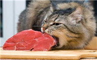 猫不喂生牛肉会咋样
