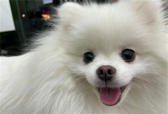 博美犬的价格怎么样啊