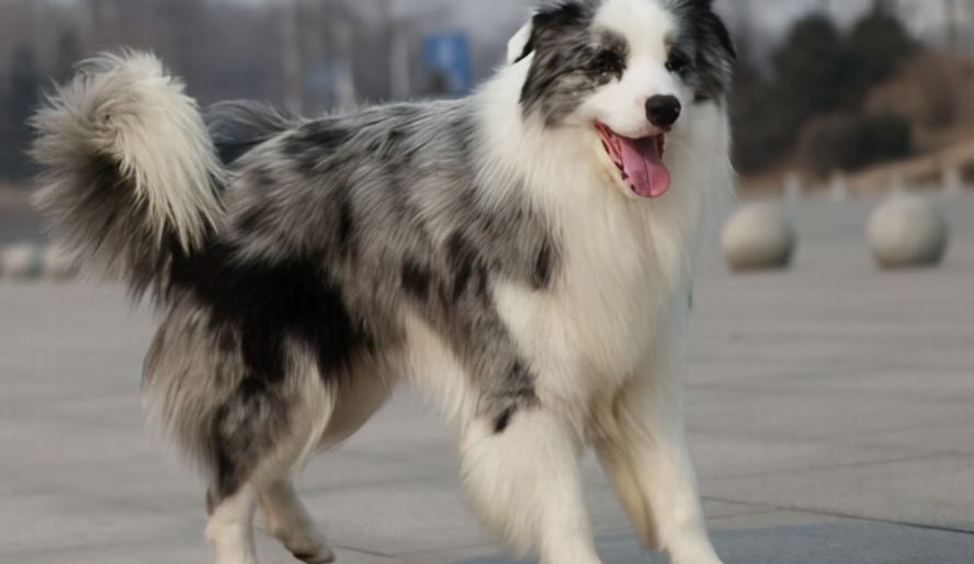 边牧犬什么颜色最贵的 边牧犬什么颜色最贵的