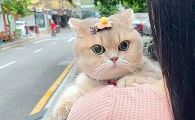 为什么猫咪不喜欢戴发夹