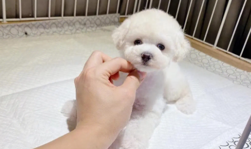 比熊犬好养吗？优缺点有哪些