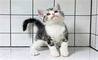 美短猫喜欢玩什么玩具