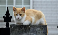 猫咪为什么总要跑楼上去啊