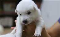 韩国珍岛犬的饲养指南