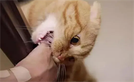 猫最近总咬我为什么