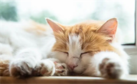 猫咪为什么会睡觉不踏实的原因