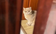 为什么猫咪盯着门缝看不动
