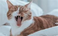 猫一直打喷嚏是怎么回事啊