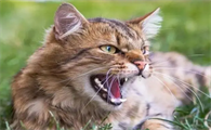 猫咪为什么会老是攻击人怎么回事