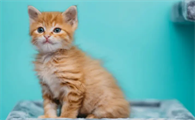 猫咪为什么尾巴很难闻啊