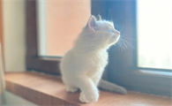 猫咪为什么会被放屁声吓到自己