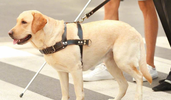 导盲犬就是视障人士的眼睛,你愿意接纳导盲犬吗?-宠物网