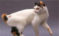 农村给母猫绝育便宜的办法