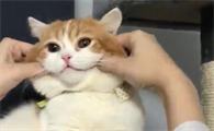 猫咪为什么不让主人摸脸呢