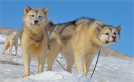 格陵兰犬可以养吗？来看看吧