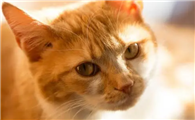 猫尾巴直立起来是什么意思呢？